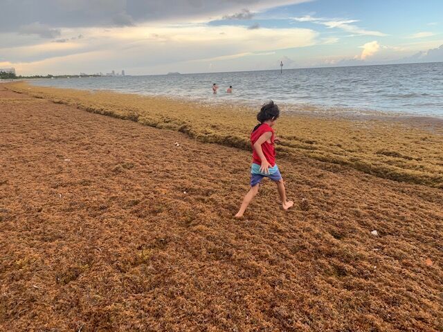 Algas en playa de Key Biscayne